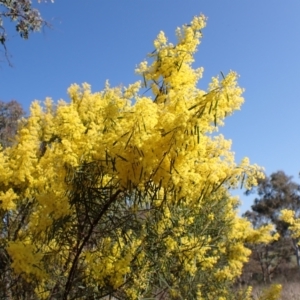 Acacia boormanii at Belconnen, ACT - 3 Sep 2023 03:06 PM