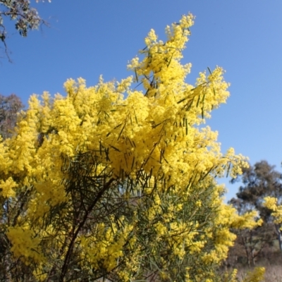 Acacia boormanii (Snowy River Wattle) at Mount Painter - 3 Sep 2023 by CathB