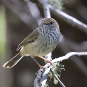 Acanthiza pusilla at Paddys River, ACT - 4 Sep 2023