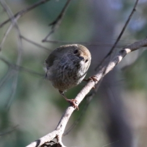 Acanthiza pusilla at Paddys River, ACT - 4 Sep 2023