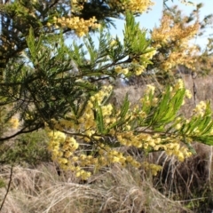 Acacia decurrens (Green Wattle) at Mount Painter - 3 Sep 2023 by CathB