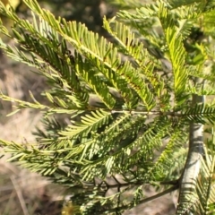 Acacia decurrens at Belconnen, ACT - 3 Sep 2023 03:09 PM