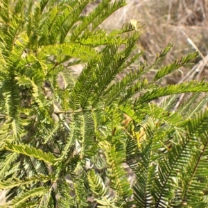 Acacia decurrens at Belconnen, ACT - 3 Sep 2023 03:09 PM