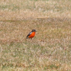 Petroica phoenicea at Paddys River, ACT - 4 Sep 2023