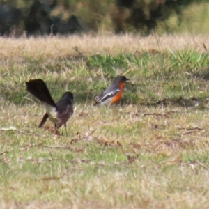 Petroica phoenicea at Paddys River, ACT - 4 Sep 2023