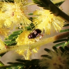 Ditropidus sp. (genus) at Belconnen, ACT - 3 Sep 2023