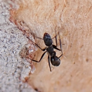 Camponotus nigroaeneus at Belconnen, ACT - 3 Sep 2023 03:26 PM