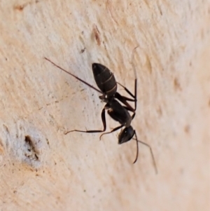 Camponotus nigroaeneus at Belconnen, ACT - 3 Sep 2023