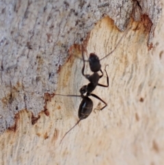 Camponotus nigroaeneus at Belconnen, ACT - 3 Sep 2023