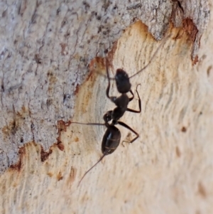 Camponotus nigroaeneus at Belconnen, ACT - 3 Sep 2023 03:26 PM