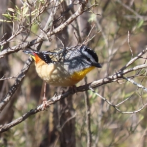 Pardalotus punctatus at Paddys River, ACT - 4 Sep 2023 12:14 PM