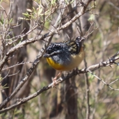 Pardalotus punctatus at Paddys River, ACT - 4 Sep 2023 12:14 PM