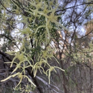 Clematis leptophylla at Canberra Central, ACT - 3 Sep 2023