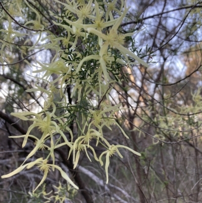 Clematis leptophylla (Small-leaf Clematis, Old Man's Beard) at Canberra Central, ACT - 3 Sep 2023 by lyndallh