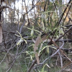 Clematis leptophylla (Small-leaf Clematis, Old Man's Beard) at Canberra Central, ACT - 3 Sep 2023 by lyndallh