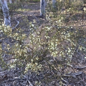 Acacia genistifolia at Canberra Central, ACT - 3 Sep 2023