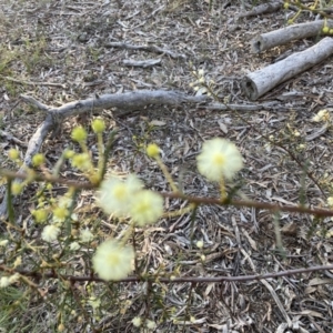 Acacia genistifolia at Canberra Central, ACT - 3 Sep 2023 03:58 PM