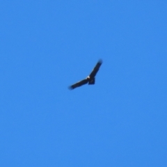 Aquila audax (Wedge-tailed Eagle) at Tidbinbilla Nature Reserve - 4 Sep 2023 by RodDeb