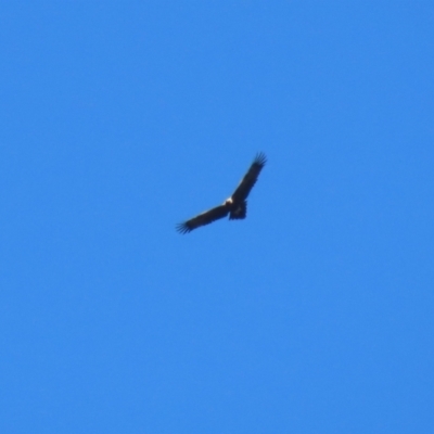 Aquila audax (Wedge-tailed Eagle) at Paddys River, ACT - 4 Sep 2023 by RodDeb
