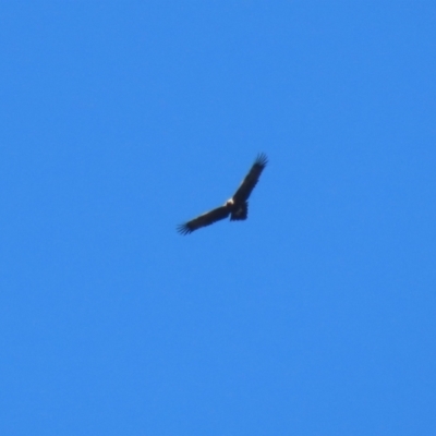 Aquila audax (Wedge-tailed Eagle) at Tidbinbilla Nature Reserve - 4 Sep 2023 by RodDeb