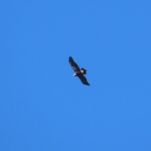 Aquila audax at Paddys River, ACT - 4 Sep 2023