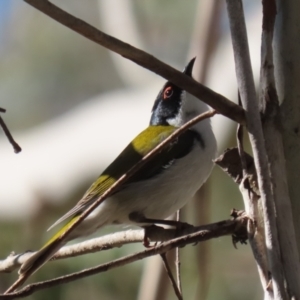 Melithreptus lunatus at Paddys River, ACT - 4 Sep 2023 01:31 PM