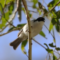 Melithreptus lunatus at Paddys River, ACT - 4 Sep 2023