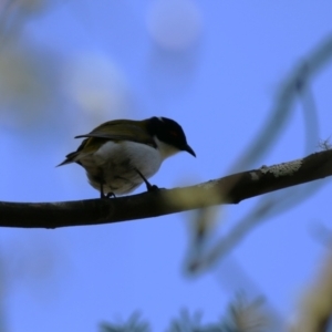 Melithreptus lunatus at Paddys River, ACT - 4 Sep 2023 01:31 PM