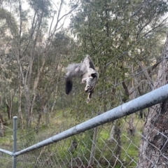 Petaurus norfolcensis (Squirrel Glider) at Albury, NSW - 1 Sep 2023 by AlburyCityEnviros
