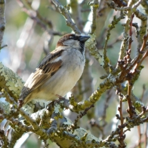 Passer domesticus at Symonston, ACT - 7 Aug 2023