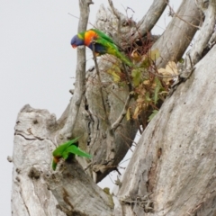 Trichoglossus moluccanus (Rainbow Lorikeet) at Symonston, ACT - 23 Aug 2023 by CallumBraeRuralProperty