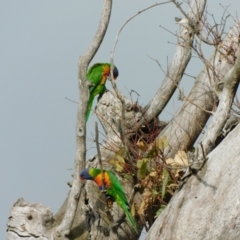 Trichoglossus moluccanus at Symonston, ACT - 23 Aug 2023