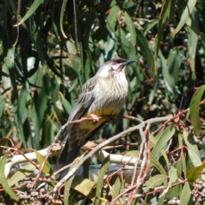 Anthochaera carunculata at Symonston, ACT - 5 Sep 2023