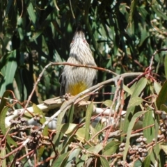 Anthochaera carunculata at Symonston, ACT - 5 Sep 2023