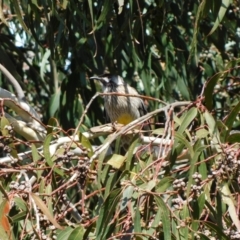 Anthochaera carunculata at Symonston, ACT - 5 Sep 2023