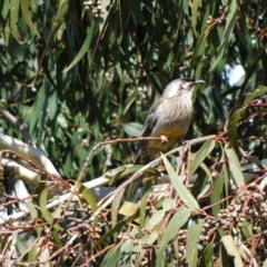 Anthochaera carunculata at Symonston, ACT - 5 Sep 2023