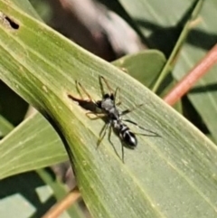 Myrmarachne sp. (genus) (Unidentified Ant-mimic jumping spider) at Belconnen, ACT - 3 Sep 2023 by CathB