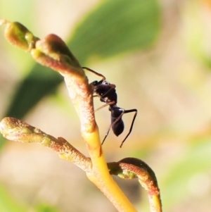 Myrmarachne sp. (genus) at Belconnen, ACT - 3 Sep 2023