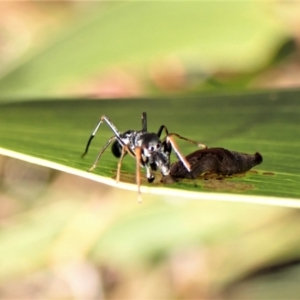 Myrmarachne sp. (genus) at Belconnen, ACT - 3 Sep 2023