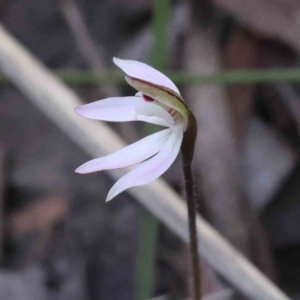 Caladenia fuscata at Acton, ACT - suppressed