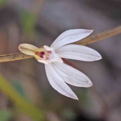 Caladenia fuscata (Dusky Fingers) at Caladenia Forest, O'Connor - 4 Sep 2023 by ConBoekel