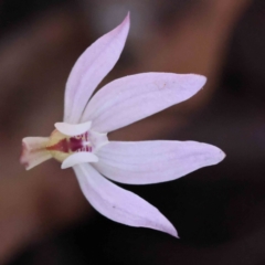 Caladenia fuscata (Dusky Fingers) at Caladenia Forest, O'Connor - 4 Sep 2023 by ConBoekel