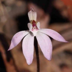 Caladenia fuscata at Acton, ACT - suppressed