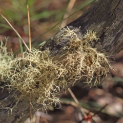 Usnea sp. (genus) (Bearded lichen) at Caladenia Forest, O'Connor - 5 Sep 2023 by ConBoekel