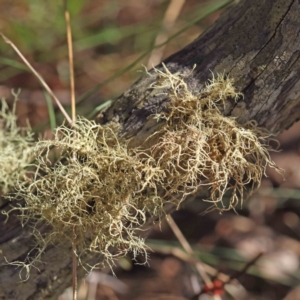 Usnea sp. (genus) at Acton, ACT - 5 Sep 2023