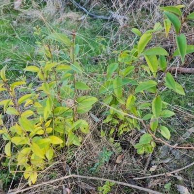 Ligustrum lucidum (Large-leaved Privet) at Symonston, ACT - 5 Sep 2023 by Mike