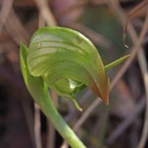 Pterostylis nutans at O'Connor, ACT - suppressed