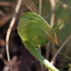 Pterostylis nutans at O'Connor, ACT - 5 Sep 2023