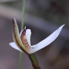 Caladenia fuscata (Dusky Fingers) at O'Connor, ACT - 5 Sep 2023 by ConBoekel