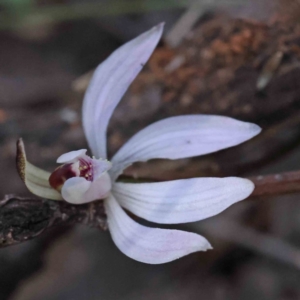 Caladenia fuscata at O'Connor, ACT - suppressed